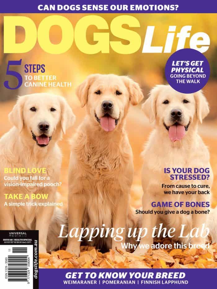 Dogs Life Magazine Labs