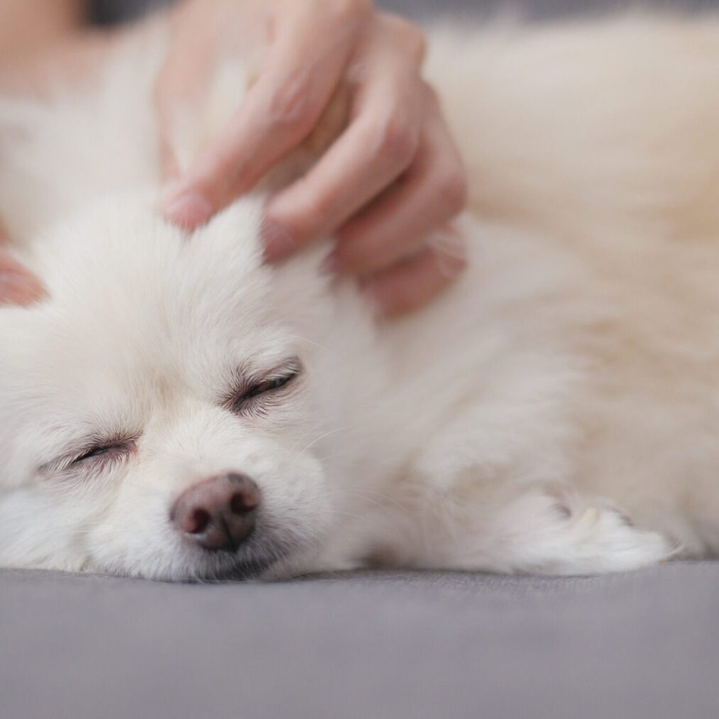 Canine-Health-Academy-courses-for-dog-massage-in-Singapore